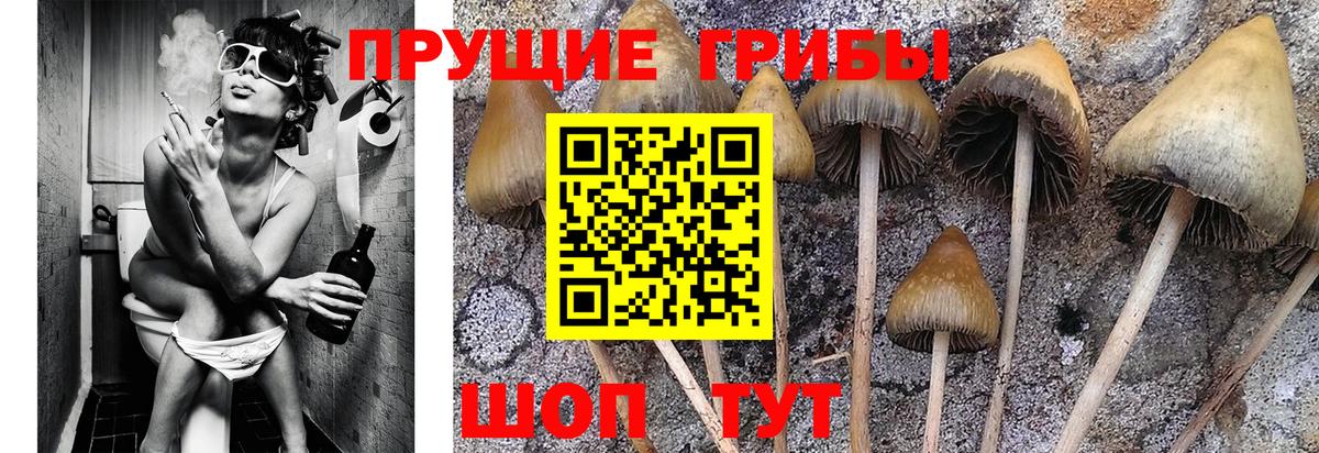 Псилоцибиновые грибы мицелий Куйбышев